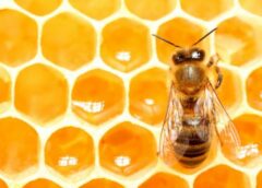 The harsh law of the honey market